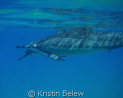 Spinner Dolphins off the Coast of Lanai-- 
Natural Light... by Kristin Belew 